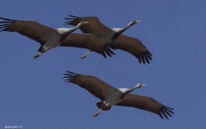 demoiselle crane