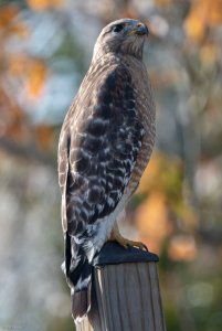 Red-shouldered Hawk