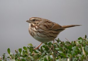 Song Sparrow