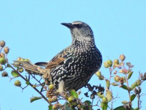 European Starling