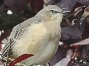 Northern Mockingbird