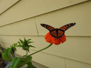 Monarch Butterfly on Mexican Sunflower