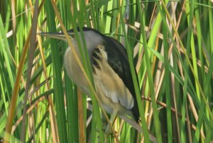 Little Bittern