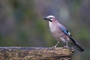 Eurasian jay