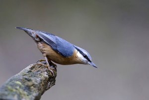 Eurasian nuthatch