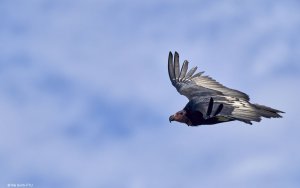 Red headed Vulture
