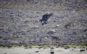 red-headed vulture