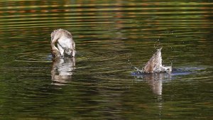 Black-bellied Whistling Ducks (juveniles)