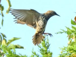 European starling