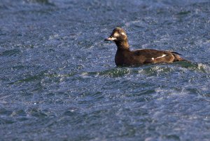 Velvet scoter