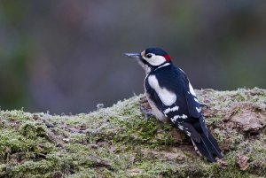 Great spotted woodpecker