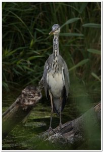 Grey Heron Winchester