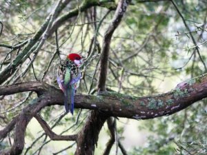 Eastern Rosella