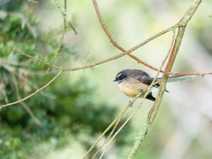 My first New Zealand Fantail