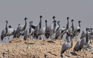 Demoiselle crane