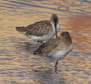 Asian Dowitcher Non-breeeding