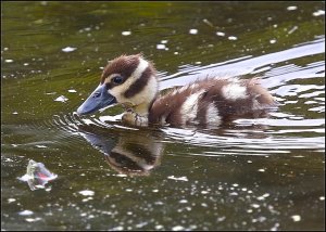 Black-bellied Whistling Duck (duckling)