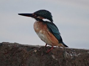 Kingfisher