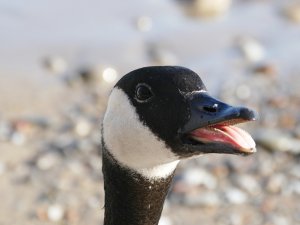 Canada goose says "Move along "