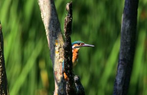 kingfisher on the alert