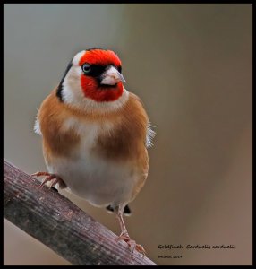 Goldfinch