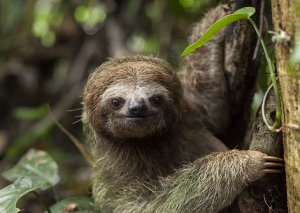 3 Toed Sloth