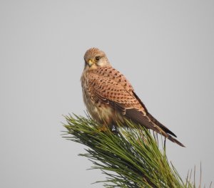 Kestrel