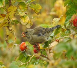 Greenfinch munching Rosehips