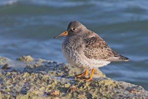 Purple Sandpiper