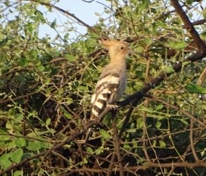 Common Hoopoe