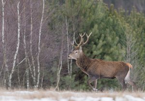 Cervus elaphus