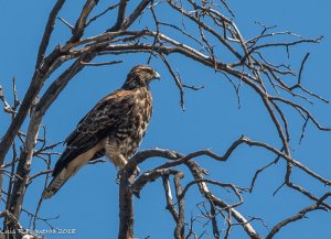 Black-chested buzzard-eagle