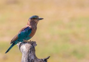 Indian roller at Maduru Oya national park