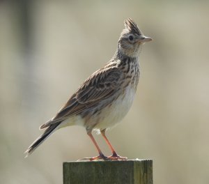 Skylark