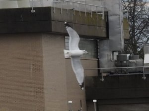 Ring-Billed Gull