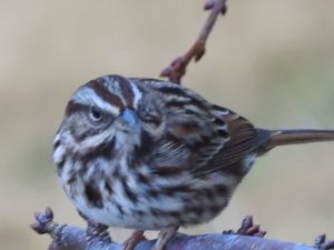 Song Sparrow