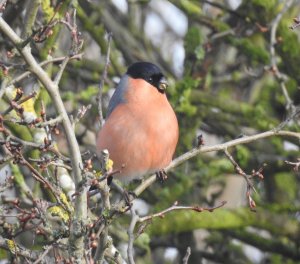 Bullfinch bashing buds