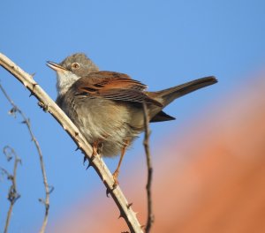 Whitethroat