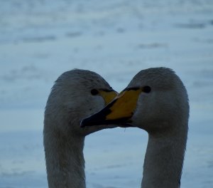 Whooper heads