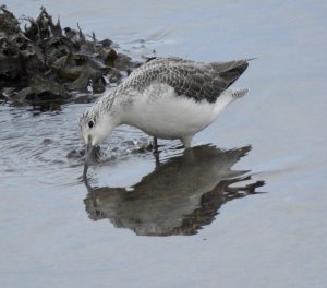 Greenshank