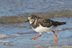 Turnstone