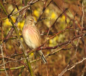 Linnet