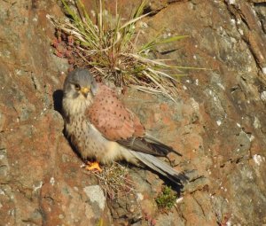 Male Kestrel