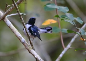 Black-throated Blue Warbler Male