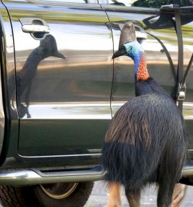 SUch a handsome fellow ...Southern Cassowary