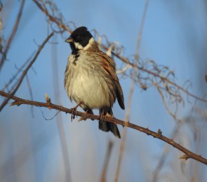 Reed Bunting