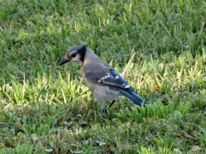 Blue Jay