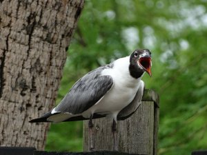 Laughing Gull