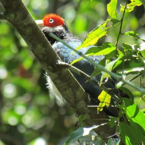 Red-faced Malkoha, Female, Sinharaja, Sri Lanka