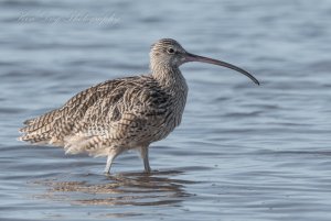 Eastern Curlew